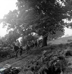 Pony Trekking, Nidderdale